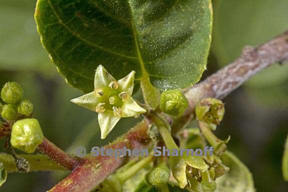 frangula rubra ssp yosemitana 4 graphic